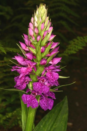 view Dactylorhiza foliosa (Rchb.f.)Soo Orchidaceae Distribution: Madeira. Roots look like a hand and Coles (1657) calls them Palma Christi sive [or] Satyrion (to distinguish it from Ricinus communis which he calls Palma Christi sive Ricinus. This plant would be the closest to his Male Satyrion Royal, with purple flowers (but this is likely to be one of the English Marsh orchids,, and Dactylorhiza fuchsii is his Female Satyrion. In common with Orchis he writes 'The full and plump roots of the Satyrium or Orchis, whereof the Electuary Diasatyrium is made, are of mighty efficacy to provoke to venery, which they that have bulbous roots [meaning the testicle shaped roots of Orchis] do by Signature.'. Terrestrial orchids continue to be harvested by the millions annually in the Middle East for the production of Salep, including Salep ice cream, because of their mythological aphrodisiacal property. Photographed in the Medicinal Garden of the Royal College of Physicians, London.