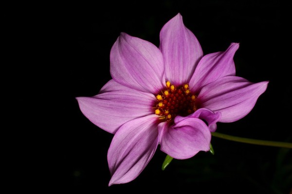 Dahlia merckii