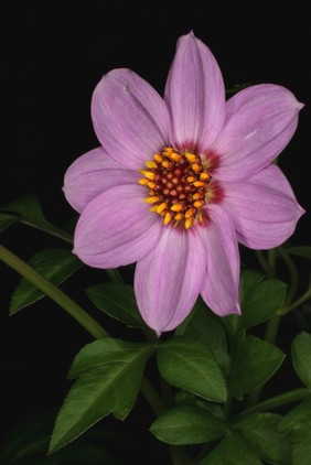 Dahlia merckii