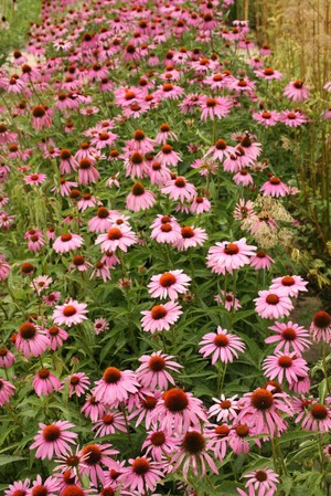 view Echinacea purpurea (L.) Moench Asteraceae. Coneflower. Distribution: North America. Austin (2004) records that the roots were chewed, or used as a tincture for coughs by the Choctaw. Combined with Rhus typhina to treat venereal disease by the Delaware. Very little record of this being used by Native Americans, who used E. angustifolia very widely - Regarded as a panacea and magical herb. This and E. pallida were used to treat snakebite, spider bite, cancer, toothache, burns, sores, wounds, flu and colds. E. purpurea in modern times has been used as an ‘immunostimulant’, but is known to cause a fall in white cell count, and to be purely a placebo. Licensed for use as a Traditional Herbal Medicine, which does not require proof of efficacy, in the UK. Photographed in the Medicinal Garden of the Royal College of Physicians, London.