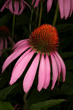 view Echinacea purpurea (L.) Moench Asteraceae. Coneflower. Distribution: North America. Austin (2004) records that the roots were chewed, or used as a tincture for coughs by the Choctaw. It was combined with Rhus typhina to treat venereal disease by the Delaware. Very little record of this being used by Native Americans, who used E. angustifolia very widely - Regarded as a panacea and magical herb. This and E. pallida were used to treat snakebite, spider bite, cancer, toothache, burns, sores, wounds, flu and colds. E. purpurea in modern times has been used as an ‘immunostimulant’, but is known to cause a fall in white cell count, and to be purely a placebo. Licensed for use as a Traditional Herbal Medicine, which does not require proof of efficacy, in the UK. Photographed in the Medicinal Garden of the Royal College of Physicians, London.