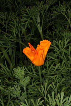 view Eschscholzia californica Cham. Papaveraceae. Californian poppy. Named for German botanist and physician, Johan Friedrich von Eschscholtz (1793-1831). Distribution: North America. Official state flower of California. Contains berberine, considered a potential source for many new medicines, and numerous alkaloids some of which may have mild anxiolytic activity. Photographed in the Medicinal Garden of the Royal College of Physicians, London.