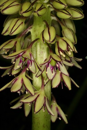 Eucomis comosa (Houtt.)H.R.Wehrh. Hyacinthaceae Pineapple flower. From the Greek eu comis meaning 'good hair' referring to the tuft of leaves on top of the flowers. Comosa being Latin for 'with a tuft' referring to the same thing. Used in South African 'muthi' medicine. Enemas of Eucomis autumnalis are used in Africa to treat low backache, to aid postoperative recovery and to speed the healing of fractures. Decoctions are taken for the treatment of everything from hangovers to syphilis. The active ingredients include homisoflavones, which have anti-inflammatory and antispasmodic activity (van Wyk et al, 2000). Photographed in the Medicinal Garden of the Royal College of Physicians, London.