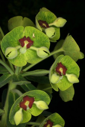 Euphorbia characias subsp. wulfenii