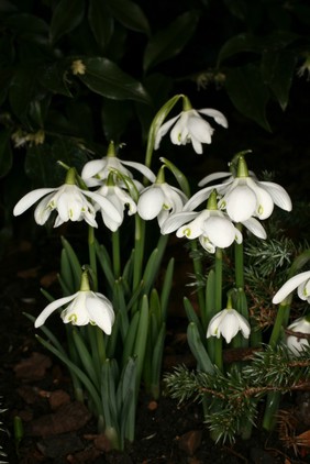 Galanthus nivalis L. Amaryllidaceae Snowdrop. Hardy, bulbous herb. Distribution: Europe. A chemical, galantamine, is sourced principally from the Caucasian snowdrop, Galanthus woronowii but is present in our ‘English’ snowdrop and related genera. It is a competitive, reversible, acetylcholinesterase inhibitor so increases brain acetylcholine, a chemical of great importance in cerebral function. As such it has been recommended for ameliorating the symptoms of mild to moderate Alzheimer’s disease, but not for mild cognitive impairment as in US clinical trials there was an increased mortality. Johnson (Gerard, 1633) calls it the bulbous violet, Viola theophrasti