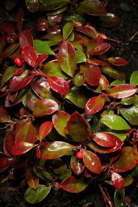 Gaultheria procumbens Kalm Ericaeae. Wintergreen, teaberry, boxberry, chickerberry. Distribution: North American forests. Named for French physician/botanist Jean Francois Gaultier (1708-1756). Physician to the French King, emigrated to Quebec in 1742. Researched flora of North America, died of typhus (Oakeley, 2012). Source of oil of wintergreen. Ten pounds of oil can be extracted from a ton of leaves. Toxic effects: Stupidity, swelling of the tongue, food craving, epigastric tenderness, vomiting, dyspnoea, hot skin, tachycardia, restlessness (MiIlspaugh, 1974). Active chemical is methyl salicylate. Used topically for musculo-skeletal conditions, it is converted to salicylic acid when absorbed. Excess use has caused a death. Salicylic acid is also used for warts and corns (first described by Dioscorides in 70CE)