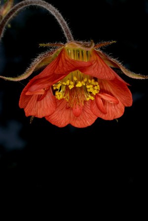 view Geum rivale 'Leonard's Variety'