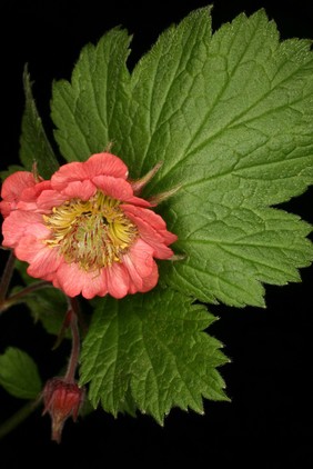 Geum rivale 'Leonards Variety'