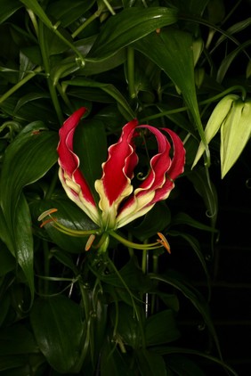 Gloriosa superba L. Colchicaceae Gloriosa lily. Gloriosa rothschildiana is now a synonym. Climbing plant. Distribution: Southern Africa to Asia. National flower of Zimbabwe, state flower of Tamil Nadu. Contains colchicine which is poisonous, teratogenic and used for treating gout, Familial Mediterranean fever and Behcet's disease. Its toxicity limits its use as a anti-cancer agent. Photographed in the Medicinal Garden of the Royal College of Physicians, London.