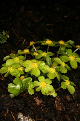 Hacquetia epipactis DC Apiaceae. Small herbaceous perennial. No common name except Hacquetia Distribution: Europe. Named for the Austrian physician, Balthasar (or Belsazar) Hacquet (1739/40-1815). He studied medicine in Vienna, was a surgeon in the brutal Seven Years War (1756-1763) – a world-wide war in which up to 1,400,000 people died. Later he was professor at the University of Lemberg (1788-1810). He wrote widely on many scientific disciplines including geology. Parkinson (1640) grouped it with Helleborus and Veratrum, calling it 'Epipactis Matthioli, Matthiolus, his bastard black hellebore' but does not give any uses. It has no medicinal properties. Photographed in the Medicinal Garden of the Royal College of Physicians, London.