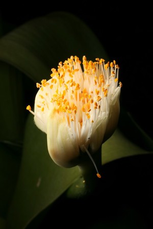 view Haemanthus albiflos Jacq. Amaryllidaceae. Paintbrush plant. Distribution: South Africa. Used as a cough medicine and as a charm to ward off lightning (Pooley, 1998). Photographed in the Medicinal Garden of the Royal College of Physicians, London.