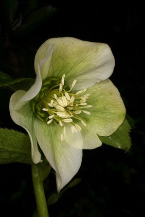 Helleborus x hybridus Hort. Ex Vilmorin Ranunculaceae. A range of hybrids from Helleborus orientalis the Oriental hellebore. Distribution: Europe through to the Caucasus. All very poisonous. Culpeper (1650) says: “The roots (boiled in vinegar) ... be an admirable remedy against inveterate scabs, itch and leprosy, the same helps the toothache, being held in the mouth