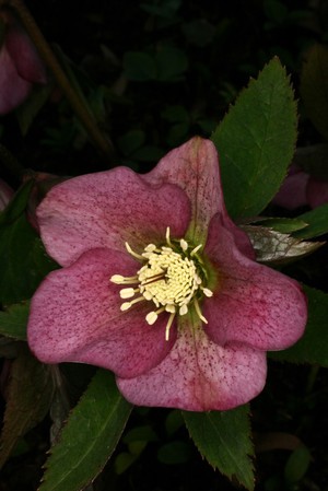 view Helleborus x hybridus Hort. Ex Vilmorin Ranunculaceae. A range of hybrids from Helleborus orientalis the Oriental hellebore. Distribution: Europe through to the Caucasus. All very poisonous. Culpeper (1650) says: “The roots (boiled in vinegar) ... be an admirable remedy against inveterate scabs, itch and leprosy, the same helps the toothache, being held in the mouth: dropped into the ears, helpeth deafness coming of melancholy and noises in the ears