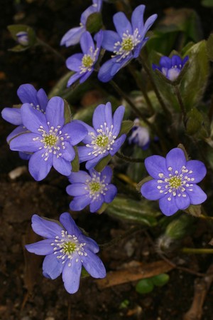 view Hepatica nobilis Mill. Ranunculaceae. Liverwort - not to be confused with the lichen of the same name. Distribution: North America. Liverwort (‘liver plant’): discontinued herbal medicine for disorders of the liver. The name and the use to which the Liverworts have been put medicinally is suggested, according to the doctrine of signatures, by the shape of the leaves which are three-lobed, like the liver. It is little used in modern herbalism but was employed in treating disorders of the liver and gall bladder, indigestion etc. It is highly toxic. Hepatica acutiloba was widely used for liver disorders in the 1880s, with up to 200,000 kilos of leaves being harvested per annum to make liver tonics - which eventually caused jaundice. Gerard (1633) calls it Hepaticum trifolium, Noble Liverwort, Golden Trefoile and herbe Trinity and writes: 'It is reported to be good against weakness of the liver which proceedeth from a hot cause, for it cooleth and strengtheneth it not a little. ' He adds ' Baptista Sardus [a Piedmontese physician fl. 1500] commendeth it and writeth that the chiefe vertue is in the root