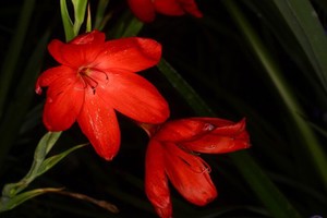 view Hesperantha coccinea 'Major' syn Schizostylis coccinea