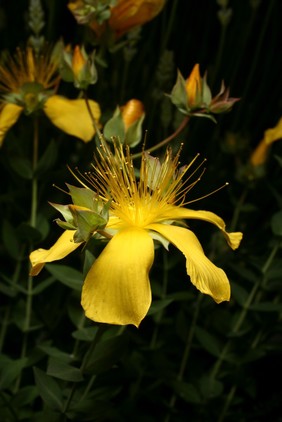 Hypericum olympicum L. Clusiaceae. Mount Olympus St John's wort. Deciduous perennial herb. Distribution Greece, Asia minor. This is not the plant used for mood disturbances in herbal medicine which is Hypericum perforatum. However, all the 370 species of Hypericum are called 'St John's Wort' so a potential for confusion exists. It shares some of the chemicals thought to be active in Hypericum perforatum. Photographed in the Medicinal Garden of the Royal College of Physicians, London.