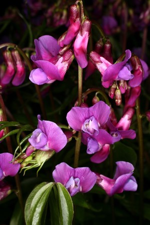 view Lathyrus vernus (L.)Bernh. Papilionaceae previously Orobus vernus L. (Linnaeus, 1753) Spring vetchling. Distribution: Europe to Siberia. The seeds of several Lathyrus species are toxic, and when eaten cause a condition called lathyrism. The chemical diaminoproprionic acid in the seeds causes paralysis, spinal cord damage, aortic aneurysm, due to poisoning of mitochondria causing cell death. Occurs where food crops are contaminated by Lathyrus plants or where it is eaten as a 'famine food' when no other food is available. It is the Orobus sylvaticus purpureus vernus of Bauhin (1671) and Orobus sylvaticus angustifolius of Parkinson (1640) - who records that country folk had no uses for it. Photographed in the Medicinal Garden of the Royal College of Physicians, London.