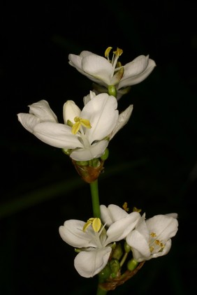 Libertia grandiflora Sweet, Iridaceae. Tukauki, mikoikoi, New Zealand satin flower. Herbaceous perennial. Distribution: New Zealand. Named for Marie Libert, Belgian botanist (1782-1863). No medicinal use. Photographed in the Medicinal Garden of the Royal College of Physicians, London.