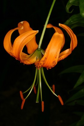 Lilium henryi Baker Liliaceae. Tiger Lily. Bulbous perennial. Distribution: China. This commemorates Dr Augustine Henry (1857–1930) who collected plants in China and Taiwan while working for Britain’s Imperial Customs Service (Oakeley, 2012). Reported to cause renal failure in cats. Photographed in the Medicinal Garden of the Royal College of Physicians, London.