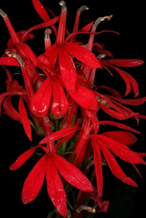 view Lobelia cardinalis L Campanulaceae Cardinal lobelia Distribution: Americas, Colombia to south-eastern Canada. The genus was named after Matthias de L’Obel or Lobel, (1538–1616), Flemish botanist and physician to James I of England, author of the great herbal Plantarum seu Stirpium Historia (1576). Lobeline, a chemical from the plant has nicotine like actions and for a while lobeline was used to help people withdraw from smoking, but was found to be ineffective. It was introduced from Virginia to John Parkinson in England by John Newton (1580-1647) a surgeon of Colyton (aka Colliton), Devon, who travelled to Virginia. Photographed in the Medicinal Garden of the Royal College of Physicians, London.