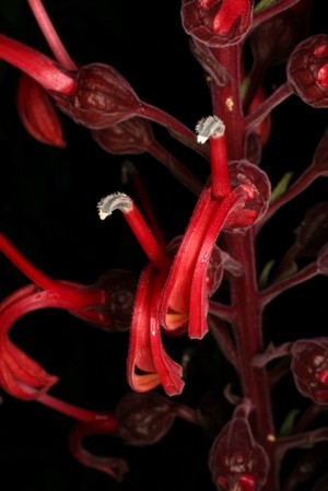 view Lobelia tupa L Campanulaceae Tabaco del Diablo [Devil's tobacco]. Distribution: Central Chile. Dried leaves are smoked as a hallucinogen by the Mapuchu Indians of Chile. It was also used as a respiratory stimulant. The genus was named after Matthias de L’Obel or Lobel, (1538–1616), Flemish botanist and physician to James I of England, author of the great herbal Plantarum seu Stirpium Historia (1576). Lobeline, a chemical from the plant has nicotine like actions and for a while lobeline was used to help people withdraw from smoking, but was found to be ineffective. Photographed in the Medicinal Garden of the Royal College of Physicians, London.