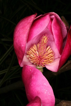 Magnolia 'Black Diamond'