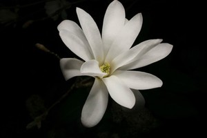 view Magnolia stellata (Siebold & Zuch.) Maxim. Magnoliaceae. Star magnolia. Small flowering tree. Distribution: Japan. Named for the French botanist and physician, Pierre Magnol (1638-1715), Professor of Botany and Director of the Royal Botanic Gardens at Montpelier. Charles Plumier (1646-1704) named a tree on Martinique after him (Magnolia) and the name was continued by Linnaeus (1753). No medicinal use. This is a very ancient genus of flowering plants. Photographed in the Medicinal Garden of the Royal College of Physicians, London.