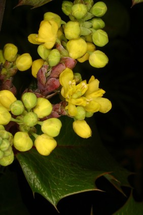 Mahonia aquifolium 'Smaragd'