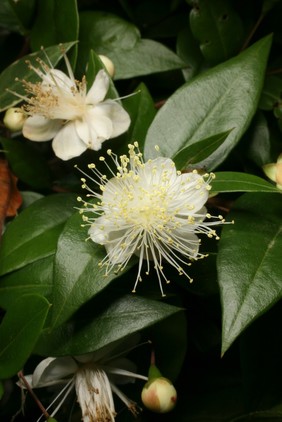 Myrtus communis 'Variegata'