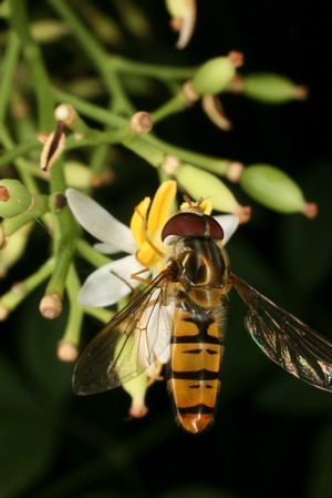 view Nandina domestica and hoverfly