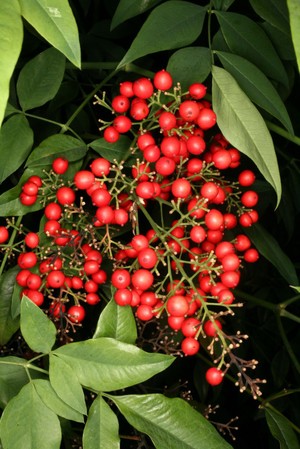 view Nandina domestica Thunb. Berberidaceae. Heavenly bamboo. Distribution: Asia. It contains cyanogenic glycosides which liberate hydrogen cyanide when damaged. Nothing eats it. Pharmacists have also found a chemical in the sap, called nantenine, which is a potential antidote to poisoning by ecstasy with which it shares the same molecular shape. Photographed in the Medicinal Garden of the Royal College of Physicians, London.