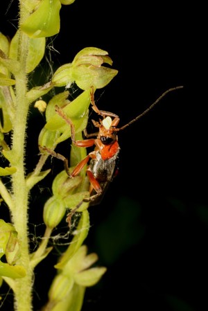 view Neottia ovata plus Cantharis rufipes beetle