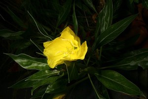 view Oenothera macrocarpa Nutt. Onagraceae. Ozark Sundrops, Bigfruit Evening Primrose. Formerly O. missouriensis. Distribution: South central USA. O. macrocarpa does not appear to have been used medicinally, but other species are so used. Austin (2004) records that O. biennis (Evening Primrose) was used by Native Americans as a potherb in West Virginia. Leaves as salad, roots boiled like potato also infusion to treat obesity and relieve piles (Cherokee)