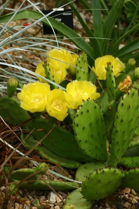 Opuntia humifusa Raf. Cactaceae Eastern prickly pear, Indian fig. Distribution: Eastern North America. Stearns (1801) reports 'OPUNTIA a species of cactus. The fruit is called the prickly pear. If eaten it turns the urine and milk in women's breast red'. This is likely to be Opuntia robusta. The ripe fruits are reported edible, raw, and the leaf pads also, either raw or cooked. The fine spines, glochids, cause severe skin irritation so should be wiped off or burnt off prior to cooking and eating. Moerman (1998) reports that O. hemifusa was widely used by Native American tribes for wounds, burns, snakebite, warts (fruit), and as a mordant for dyes used on leather. Widely used, with the spines removed, as a famine food, and dried for winter use. Photographed in the Medicinal Garden of the Royal College of Physicians, London.