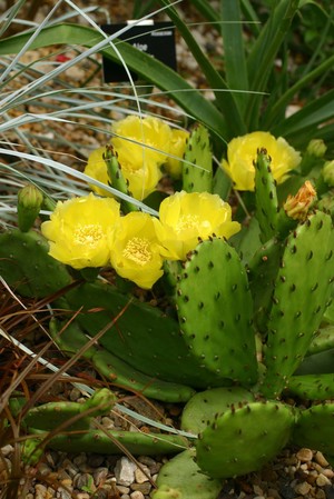 view Opuntia humifusa Raf. Cactaceae Eastern prickly pear, Indian fig. Distribution: Eastern North America. Stearns (1801) reports 'OPUNTIA a species of cactus. The fruit is called the prickly pear. If eaten it turns the urine and milk in women's breast red'. This is likely to be Opuntia robusta. The ripe fruits are reported edible, raw, and the leaf pads also, either raw or cooked. The fine spines, glochids, cause severe skin irritation so should be wiped off or burnt off prior to cooking and eating. Moerman (1998) reports that O. hemifusa was widely used by Native American tribes for wounds, burns, snakebite, warts (fruit), and as a mordant for dyes used on leather. Widely used, with the spines removed, as a famine food, and dried for winter use. Photographed in the Medicinal Garden of the Royal College of Physicians, London.