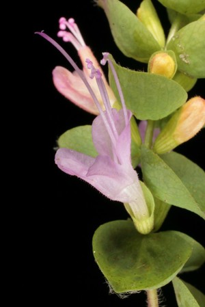 view Origanum dictamnus L. Lamiaceae Dittany of Crete, Hop marjoram. Distribution: Crete. Culpeper (1650) writes: ‘... hastens travail [labour] in women, provokes the Terms [menstruation] . See the Leaves.’ Under 'Leaves' he writes: ‘Dictamny, or Dittany of Creet, ... brings away dead children, hastens womens travail, brings away the afterbirth, the very smell of it drives away venomous beasts, so deadly an enemy is it to poison, it’s an admirable remedy against wounds and Gunshot, wounds made with poisoned weapons, draws out splinters, broken bones etc. They say the goats and deers in Creet, being wounded with arrows, eat this herb, which makes the arrows fall out of themselves.' Dioscorides’ Materia Medica (c. 100 AD, trans. Beck, 2005), Pliny the Elder’s Natural History and Theophrastus’s Enquiry into Plants all have this information, as does Vergil’s Aeneid where he recounts how Venus produced it when her son, Aeneas, had received a deadly wound from an arrow, which fell out on its own when the wound was washed with it (Jashemski, 1999). Dioscorides attributes the same property to ‘Tragium’ or ‘Tragion’ which is probably Hypericum hircinum (a St. John’s Wort): ‘Tragium grows in Crete only ... the leaves and the seed and the tear, being laid on with wine doe draw out arrow heads and splinteres and all things fastened within ... They say also that ye wild goats having been shot, and then feeding upon this herb doe cast out ye arrows.’ . It has hairy leaves, in common with many 'vulnaries', and its alleged ability to heal probably has its origin in the ability of platelets to coagulate more easily on the hairs (in the same way that cotton wool is applied to a shaving cut to hasten clotting). Photographed in the Medicinal Garden of the Royal College of Physicians, London.