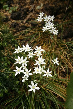 Ornithogalum umbellatum L. Hyacinthaceae Star of Bethlehem, Grass lily. Distribution: Central Europe, SW Asia, NW Africa. All parts are poisonous, especially the bulbs. The toxin is a cardiac glycoside with effects similar to digoxin, vomiting, cardiac irregularities and death in humans and livestock. Only used for decoration by Native Americans (it is a non-native plant that has escaped into the wild from cultivation) and called Sleepydick (Moerman, 1998). One of its toxins is Convallotoxin, also present in Lily of the Valley, Convallaria majalis. Photographed in the Medicinal Garden of the Royal College of Physicians, London.