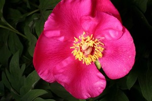 view Paeonia mascula ssp arietina