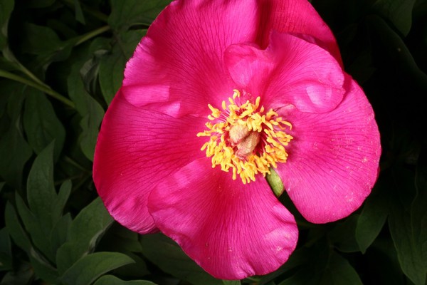 Paeonia mascula ssp arietina