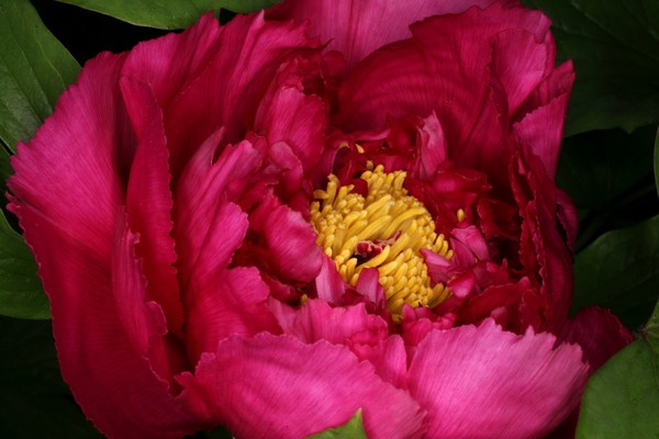 Paeonia officinalis 'Flore Pleno'