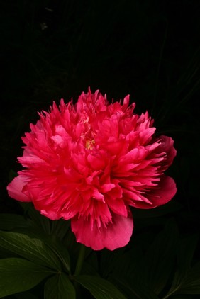 Paeonia officinalis 'Flore Pleno'