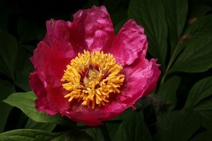 view Paeonia officinalis L. Paeoniaceae, European Peony, Distribution: Europe. The peony commemorates Paeon, physician to the Gods of ancient Greece (Homer’s Iliad v. 401 and 899, circa 800 BC). Paeon, came to be associated as being Apollo, Greek god of healing, poetry, the sun and much else, and father of Aesculapius/Asclepias. Theophrastus (circa 300 BC), repeated by Pliny, wrote that if a woodpecker saw one collecting peony seed during the day, it would peck out one’s eyes, and (like mandrake) the roots had to be pulled up at night by tying them to the tail of a dog, and one’s ‘fundament might fall out’ [anal prolapse] if one cut the roots with a knife. Theophrastus commented ‘all this, however, I take to be so much fiction, most frivolously invented to puff up their supposed marvellous properties’. Dioscorides (70 AD, tr. Beck, 2003) wrote that 15 of its black seeds, drunk with wine, were good for nightmares, uterine suffocation and uterine pains. Officinalis indicates it was used in the offices, ie the clinics, of the monks in the medieval era. The roots, hung round the neck, were regarded as a cure for epilepsy for nearly two thousand years, and while Galen would have used P. officinalis, Parkinson (1640) recommends the male peony (P. mascula) for this. He also recommends drinking a decoction of the roots. Elizabeth Blackwell’s A Curious Herbal (1737), published by the College of Physicians, explains that it was used to cure febrile fits in children, associated with teething. Although she does not mention it, these stop whatever one does. Parkinson also reports that the seeds are used for snake bite, uterine bleeding, people who have lost the power of speech, nightmares and melancholy. Photographed in the Medicinal Garden of the Royal College of Physicians, London.