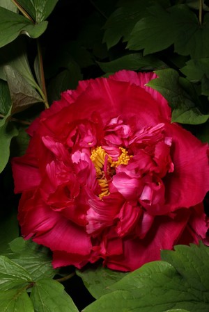 view Paeonia suffruticosa 'Chang Zhi Hong'