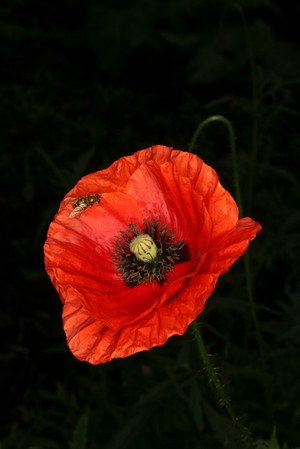 view Papaver rhoeas L. Papaveraceae Corn Poppy, Flanders Poppy. Distribution: Temperate Old World. Dioscorides (Gunther, 1959) recommended five or six seed heads in wine to get a good night's sleep the leave and seeds applied as a poultice to heal inflammation, and the decoction sprinkled on was soporiferous. Culpeper (1650) ' ... Syrup of Red, or Erratick Poppies: by many called Corn-Roses. ... Some are of the opinion that these Poppies are the coldest of all other - believe them that list [who wish to]: I know no danger in this syrup, so it be taken in moderation and bread immoderately taken hurts