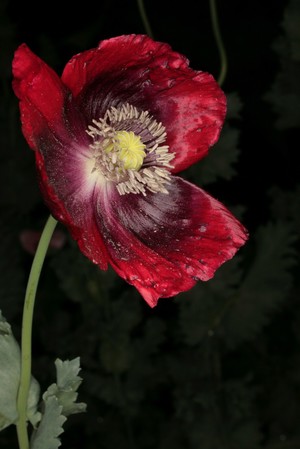 view Papaver somniferum L. Papaveraceae Opium Poppy Distribution: Asia minor, but has been dated to 5000BC in Spanish caves. Now grows almost everywhere. The oldest medicine in continuous use, described in the Ebers' papyrus (1550 BC), called Meconium, Laudanum, Paregoric and syrup of poppies. Culpeper (1650) on Meconium '...the juyce of English Poppies boyled till it be thick' and 'I am of the opinion that Opium is nothing else but the juyce of poppies growing in hotter countries, for such Opium as Authors talk of comes from Utopia [he means an imaginary land, I suspect]’. He cautions 'Syrups of Poppies provoke sleep, but in that I desire they may be used with a great deal of caution and wariness...' and warns in particular about giving syrup of poppies to children to get them to sleep. The alkaloids in the sap include: Morphine 12% - affects ?-opioid receptors in the brain and causes happiness, sleepiness, pain relief, suppresses cough and causes constipation. Codeine 3% – mild opiate actions – converted to morphine in the body. Papaverine, relaxes smooth muscle spasm in arteries of heart and brain, and also for intestinal spasm, migraine and erectile dysfunction. Not analgesic. Thebaine mildly analgesic, stimulatory, is made into oxycodone and oxymorphone which are analgesics, and naloxone for treatment of opiate overdose – ?-opioid receptor competitive antagonist – it displaces morphine from ?-opioid receptors, and reverses the constipation caused by opiates. Protopine – analgesic, antihistamine so relieves pain of inflammation. Noscapine – anti-tussive (anti-cough). In 2006 the world production of opium was 6,610 metric tons, in 1906 it was over 30,000 tons when 25% of Chinese males were regular users. The Opium wars of the end of the 19th century were caused by Britain selling huge quantities of Opium to China to restore the balance of payments deficit. Laudanum: 10mg of morphine (as opium) per ml. Paregoric: camphorated opium tincture. 0.4mg morphine per ml. Gee’s Linctus: up to 60 mg in a bottle. J Collis Browne’s chlorodyne: cannabis, morphine, alcohol etc. Kaolin and Morph. - up to 60 mg in a bottle. Dover’s Powders – contained Ipecacuana and morphine. Heroin is made from morphine, but converted back into morphine in the body (Oakeley, 2012). One gram of poppy seeds contains 0.250mgm of morphine, and while one poppy seed bagel will make a urine test positive for morphine for a week, one would need 30-40 bagels to have any discernible effect. Photographed in the Medicinal Garden of the Royal College of Physicians, London.