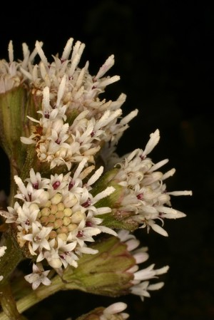 view Petasites paradoxus Baumg. Asteraceae Alpine Butterbur. Herbaceous Perennial. Distribution: Temperate Northern hemisphere. It contains pyrrolizidine alkaloids, which are hepatotoxic and cause liver cancers. Photographed in the Medicinal Garden of the Royal College of Physicians, London.