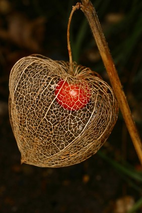 Physalis alkekengi L. Rosaceae Chinese lantern, Winter Cherry, Bladder Cherry. Distribution: C & S Europe, W. Asia to Japan. Culpeper, in his English Physitian of 1652 writes: Winter Cherry ... are of great use in physic ...’ and recommends them for almost all kidney and urinary problems. In particular he seems to advocate the use of green berries in beer, for preventing kidney stones lodging in the ureters. It is called ‘aikakengi’ in the College’s Pharmacopoeia Londinensis of 1618. Belonging to the family Solanaceae, all its parts are poisonous except the ripe fruit. The green fruit and the rest of the plant contain atropinic compounds and will produce a dry mouth, rapid heart beat, hallucinations, coma and death if enough is taken. As the atropine is only present in the unripe fruit eating one will make the mouth go dry (and it has the most unpleasant taste), but it will also relax the smooth muscle in the wall of the ureter which helps passage of ureteric stones. Culpeper’s observations on its usefulness are supported by more modern observations. When ripe, the orange fruit inside its skeletal outer ‘lantern’ is edible, free of atropine, and delicious. Photographed in the Medicinal Garden of the Royal College of Physicians, London.