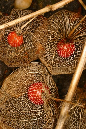 Physalis alkekengi L. Rosaceae Chinese lantern, Winter Cherry, Bladder Cherry Distribution: C & S Europe, W. Asia to Japan Culpeper: In his English Physitian of 1652 writes: Winter Cherry ... are of great use in physic ...’ and recommends them for almost all kidney and urinary problems. In particular he seems to advocate the use of green berries in beer, for preventing kidney stones lodging in the ureters. It is called ‘aikakengi’ in the College’s Pharmacopoeia Londinensis of 1618. Belonging to the family Solanaceae, all its parts are poisonous except the ripe fruit. The green fruit and the rest of the plant contain atropinic compounds and will produce a dry mouth, rapid heart beat, hallucinations, coma and death if enough is taken. As the atropine is only present in the unripe fruit eating one will make the mouth go dry (and it has the most unpleasant taste), but it will also relax the smooth muscle in the wall of the ureter which helps passage of ureteric stones. Culpeper’s observations on its usefulness are supported by more modern observations. When ripe, the orange fruit inside its skeletal outer ‘lantern’ is edible, free of atropine, and delicious. Photographed in the Medicinal Garden of the Royal College of Physicians, London.