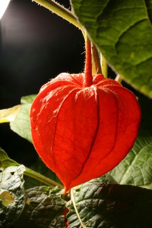 view Physalis alkekengi L. Rosaceae Chinese lantern, Winter Cherry, Bladder Cherry. Distribution: C & S Europe, W. Asia to Japan Culpeper: In his English Physitian of 1652 writes: Winter Cherry ...are of great use in physic ...’ and recommends them for almost all kidney and urinary problems. In particular he seems to advocate the use of green berries in beer, for preventing kidney stones lodging in the ureters. It is called ‘aikakengi’ in the College’s Pharmacopoeia Londinensis (1618). Belonging to the family Solanaceae, all its parts are poisonous except the ripe fruit. The green fruit and the rest of the plant contain atropinic compounds and will produce a dry mouth, rapid heart beat, hallucinations, coma and death if enough is taken. As the atropine is only present in the unripe fruit eating one will make the mouth go dry (and it has the most unpleasant taste), but it will also relax the smooth muscle in the wall of the ureter which helps passage of ureteric stones. Culpeper’s observations on its usefulness are supported by more modern observations. When ripe, the orange fruit inside its skeletal outer ‘lantern’ is edible, free of atropine, and delicious. Photographed in the Medicinal Garden of the Royal College of Physicians, London.