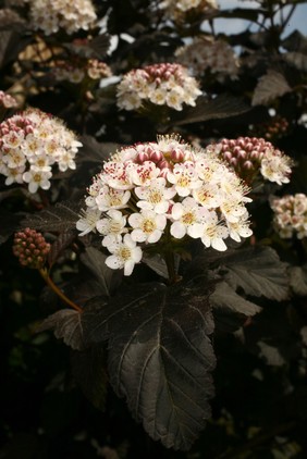 Physocarpus opulifolius (L.)Maxim. Roasaceae Distribution: North America. Austin () reported it was used for gynaecological problems by the Iroquois and Menomini